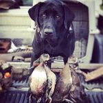 Maverick & Murphy - @mightymaverickandnowmurphytoo - Instagram
