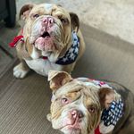 Maverick & Murphy - @the.boys1220 - Instagram