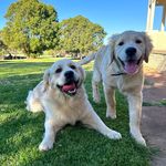 Maverick & Murphy 🤍 - @_maverickandmurphy - Instagram