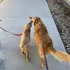 Maverick & Murphy - @murphandmav - TikTok