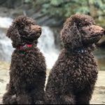 Maverick And Murphy - @maverick.murphy_ - Instagram