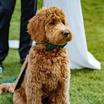 Maverick Murphy - @maverickmurphdog - Instagram