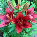 Mavis Bailey - Facebook