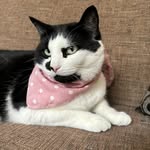 Mavis Bailey - @mavisthemodelcat - Instagram