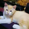 Mavis, Bailey & Friends - @mavis.bailey - TikTok
