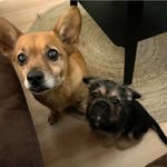 Luna Mavis Gizmo Marks and Baxter Marks - @luna_821_baxter - Instagram