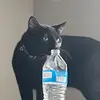 Emiliano Contrer3497 - @mavisisbestcat - TikTok