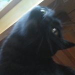Mavis - @mavis.bestcat - Instagram