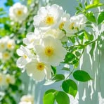 Mavis David - Facebook