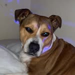 Mavis Davies - @mavisthegingerdog - Instagram