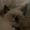 Maeve  - @mavis.davis - TikTok
