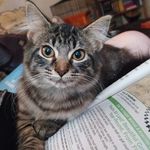 Mavis Davis - @mavis.davis_thecat - Instagram