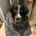 Mavis Davis - @mavis_the_springador - Instagram
