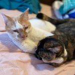 Dean & Mavis - @deanmeowmavis - Instagram
