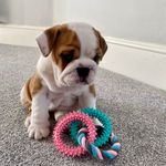 Mavis ♡ - @mavis.englishbulldog - Instagram