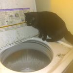 mavis English - @chunk_ycat - Instagram