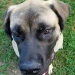 Mavis Malear - @mavisthenglishmastiff - Instagram