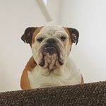 Mavis - @mavistheenglishbulldog - Instagram