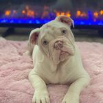 Mavis The English Bulldog - @mustbmavis - Instagram