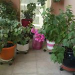 mavis fernandes - @mavis_fernandes - Instagram