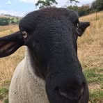 Mavis Lamb - Facebook