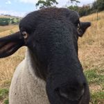 Mavis Lamb - @mavis.lamb.927 - Instagram