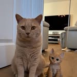 Mavis Law - @cats_0822 - Instagram