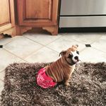 Maivs Malone Madame bulldog - @mavismalonemadamnbulldog - Instagram