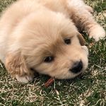 Mavis & Malone - @mavisandmalone - Instagram