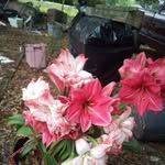 Mavis Owens - @mavisowens606 - Instagram