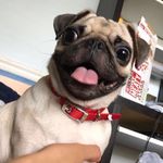Mavis Perry Sandoval - @mavisthepug_ - Instagram