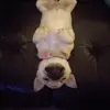 ❤🐶M A V I S 🐶❤ - @mavis.the.pug - TikTok