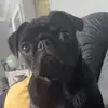 Mavis the Pug - @mavis_the_pug_69 - TikTok