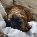 Mavis 🐕 - @mavisqueenofshihapsos - Instagram