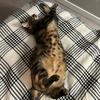 Maviscat - @mavis.queen - TikTok