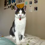 mavis ramos - @mischievousmistermavis - Instagram