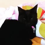 🌸Luna Mavis💙 Raymond🐱 - @xo.luna.the_cat - Instagram
