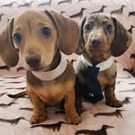 Mavis Wallace and Roy 🐾🐾 - @maviswallaceandroy - Instagram