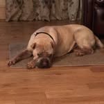 Maisy May Thompson - @mavis_may_the_sharpei - Instagram