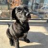 Mavis_notsogoldenshepherd - @mavis_notsogolden - TikTok