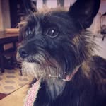 Mavis Snow - @mavisthe.puperoni - Instagram