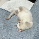 曼赤肯與布偶貓的生活🐾 - @mavis_snow_boa - Instagram