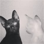MavisSnow - @mavis_and_snow - Instagram