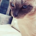 Schneeflöckli Martinez - @snowflake_natsu_salem_mavis - Instagram
