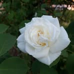 Mavis Spencer - Facebook