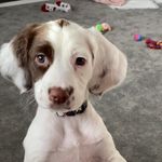 Mavis - @mavis_thespringer - Instagram