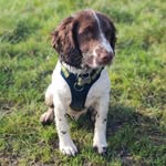 Mavis - @mavisspringerspaniel - Instagram