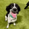 Mavis the springer❤️ - @mavis.the.springer - TikTok