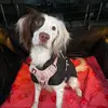 Mavis_thespringer - @mavis_thespringer14 - TikTok