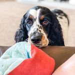 Mavis “Toot Toot” Martin - @mavis.the.springer - Instagram